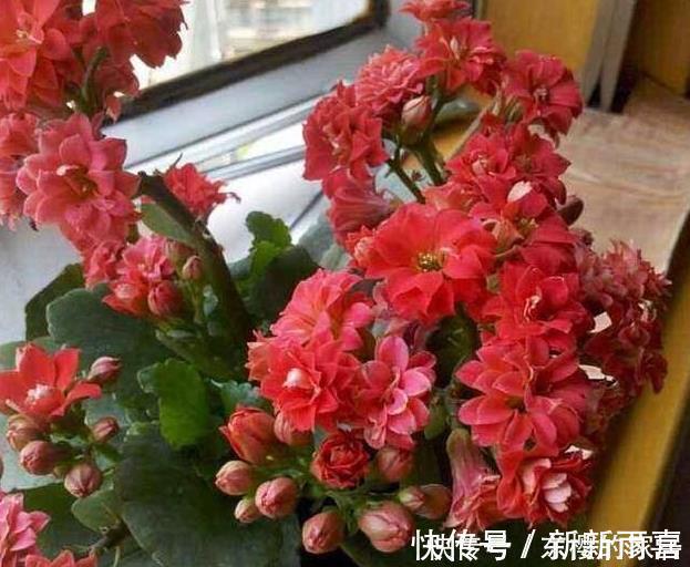 此些东西养花特别好,盆土一年不板结,花草长得旺、开的多又艳