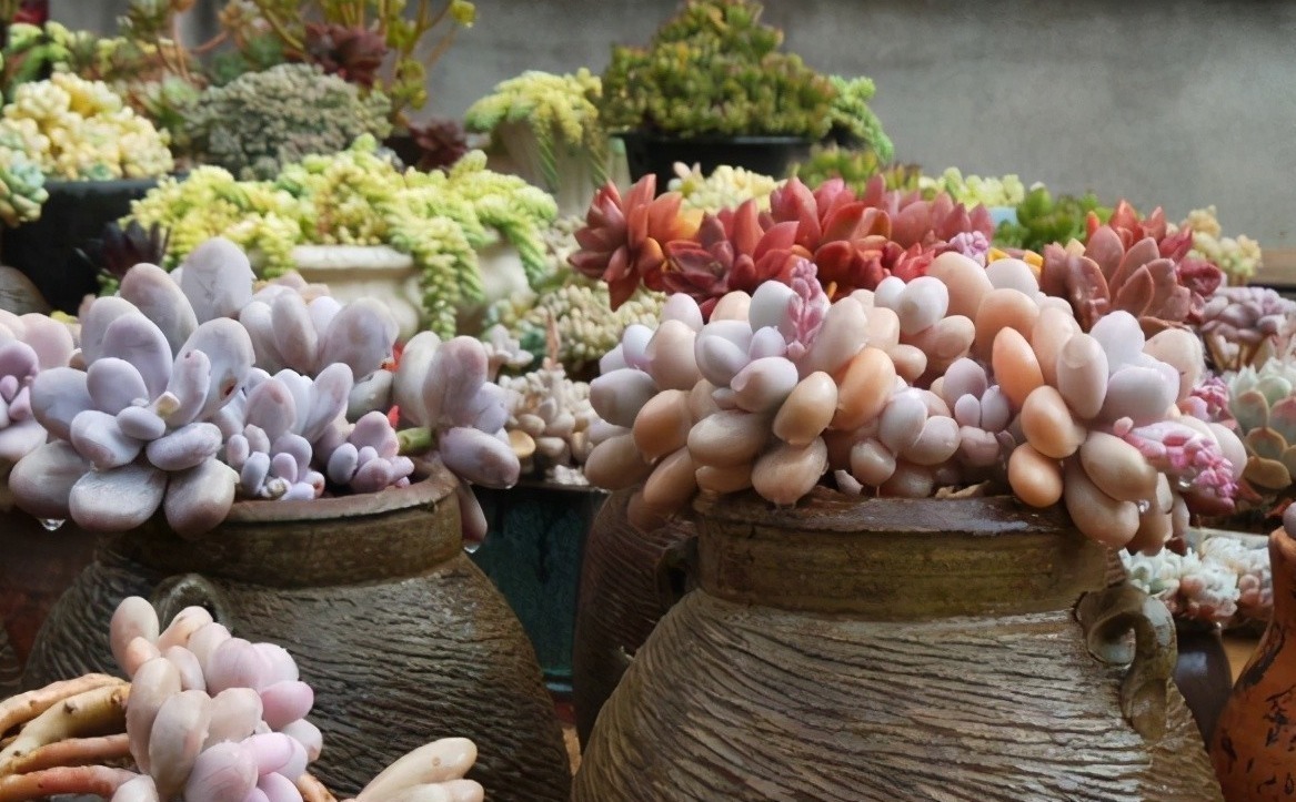 旧坛|十多年前的老坛子,收集起来打孔改造,用来种多肉可不是一般的美