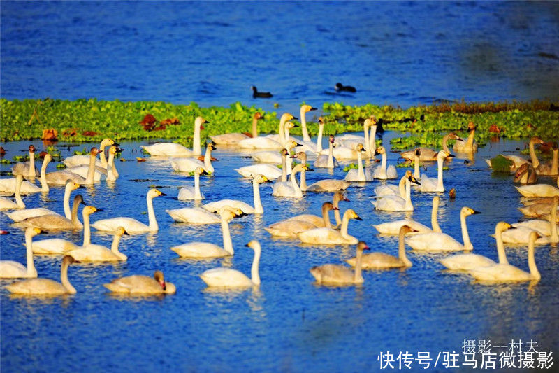 中原最美湿地、越冬候鸟家园——宿鸭湖