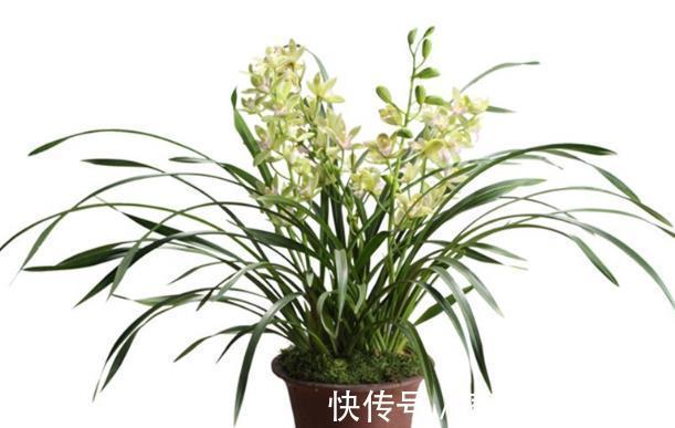 浇水|这些花卉夏天正在休眠,就怕三件事做错了,要及时纠正