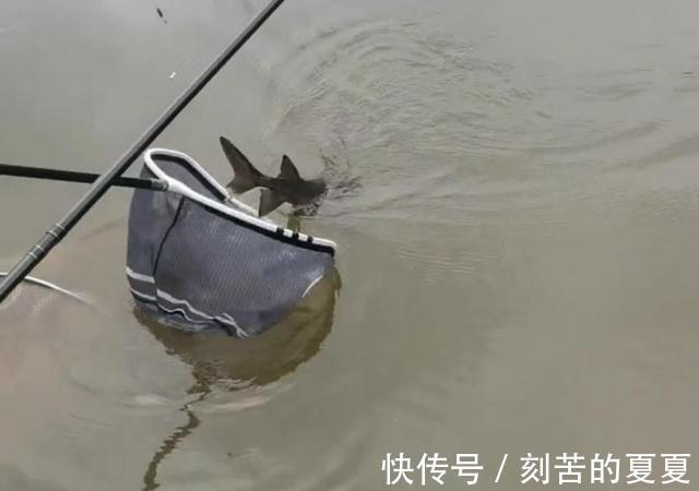 六安钓鱼人钓起“长嘴鱼”以为是保护鱼类给放了，后来才知亏大了