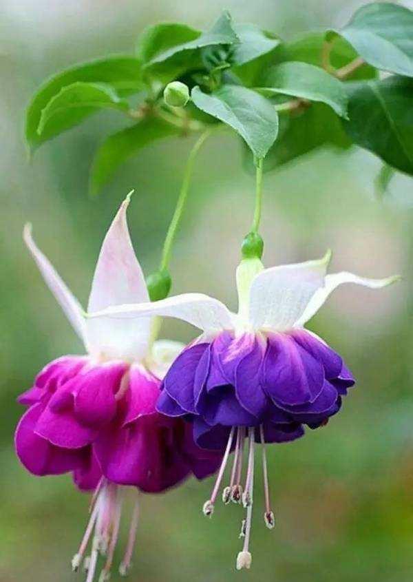 金钟|倒挂金钟叶子发黄怎么回事,这样就轻松解决倒挂金钟叶黄问题