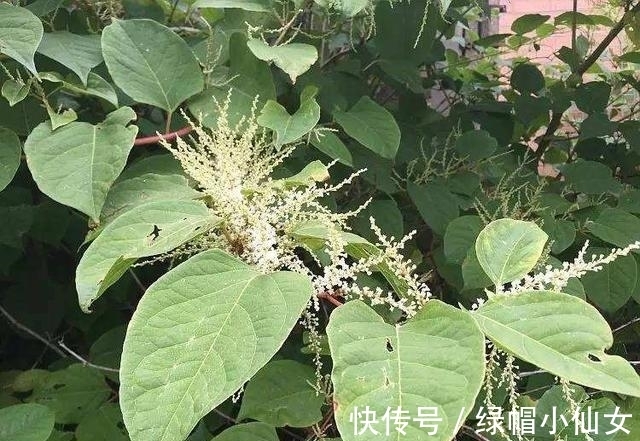 “外星入侵者”,能让房价暴跌80%,看到它长在墙上,立马拔掉