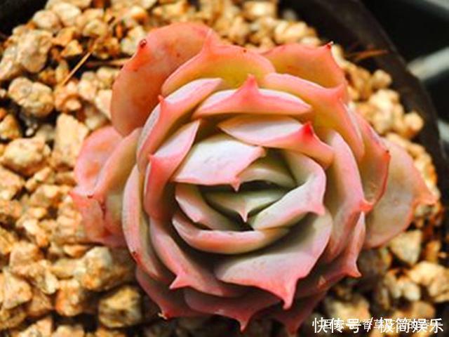 季节|秋冬季节多肉该红的还不红,该包的也不包,不能只怪光照少温差小