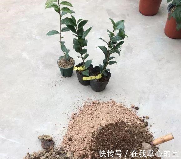 春天换盆“旧土”怎么办加2种“东西”，养花肥沃疏松，能爆盆！