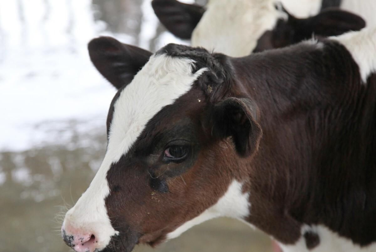 牛奶|小众奶成为了消费者的新宠，和牛奶比起来它们有何不同？