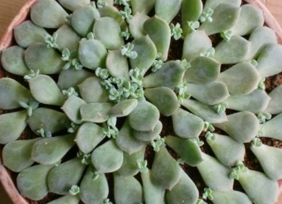 多肉白牡丹如何叶插才能越长越旺盛 这三个小妙招送给你