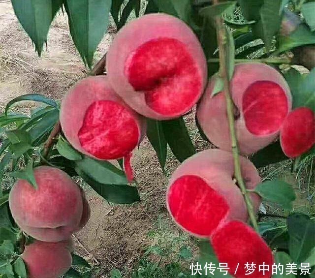 可春观花|建议家有院子的别铺水泥！瞧瞧下图，真有才，街坊四邻纷纷效仿