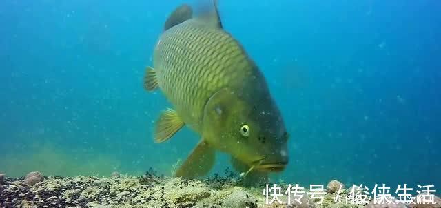 钓鱼|鲤鱼太狡猾不咬钩下次记得用上这招,它再狡猾也会忍不住咬钩