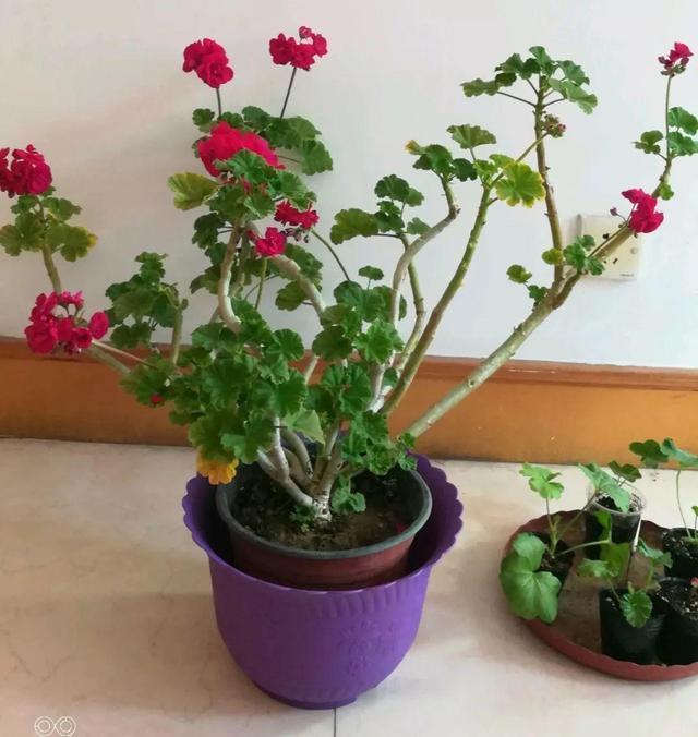 金枝玉叶|这花10块钱买一盆，养2年变老桩，叶子密、开花旺，每家都有