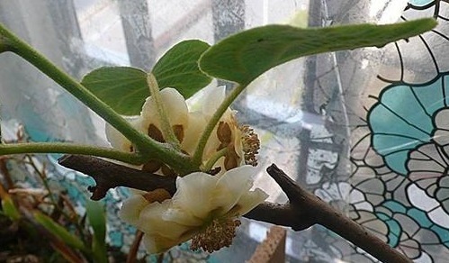 “癌细胞”不喜欢这些水果,阳台盆栽上几盆,观叶、观花又观果!