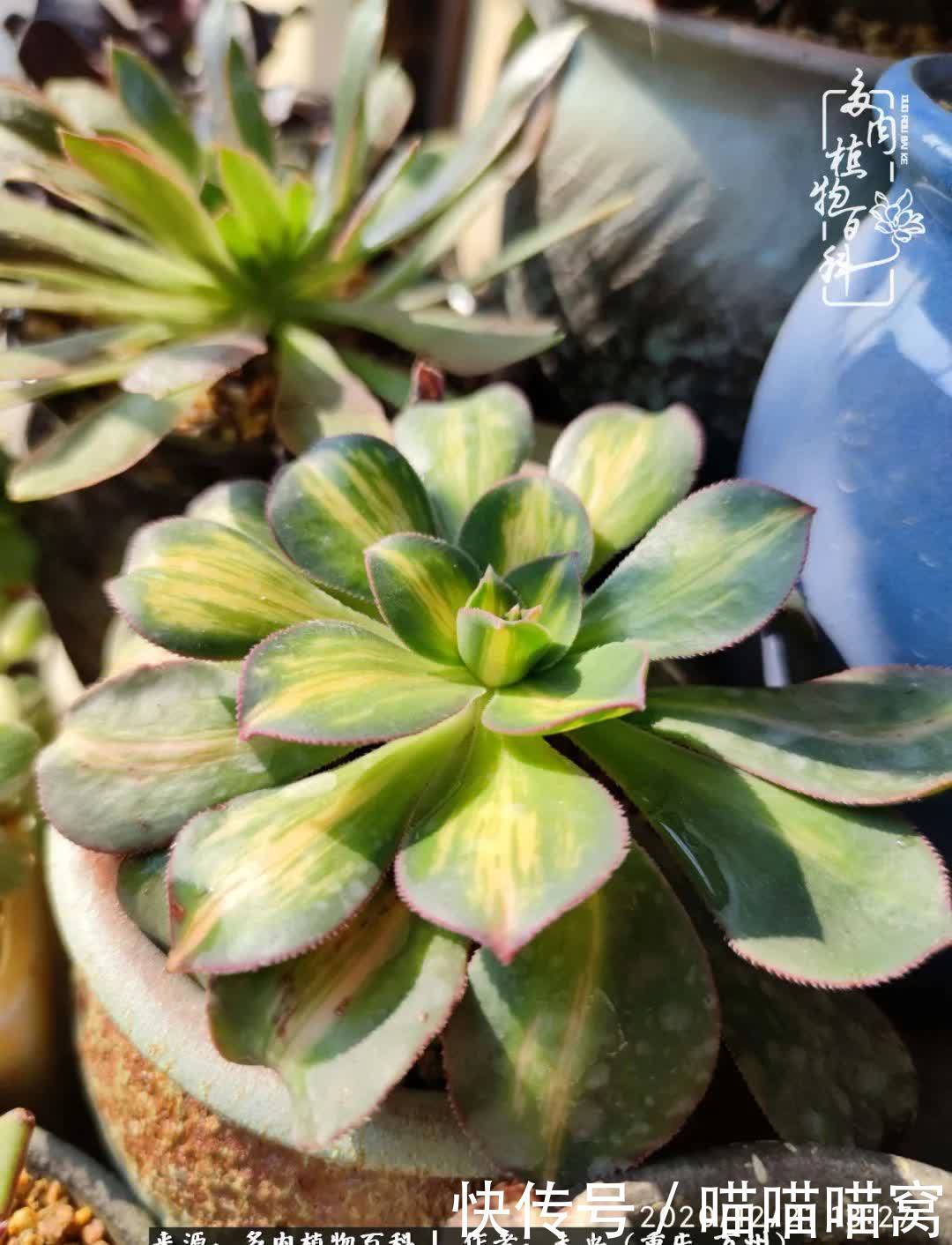 养肉多年，从未出坑过！养多肉是我最喜欢最坚持的爱好！