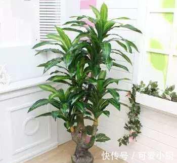 懒人养植的盆栽,一个月浇次水都没问题