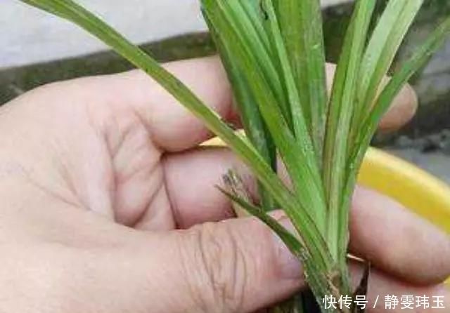 胡大妈养“兰花”,用一种令人厌恶的“营养液”,1盆养成20盆