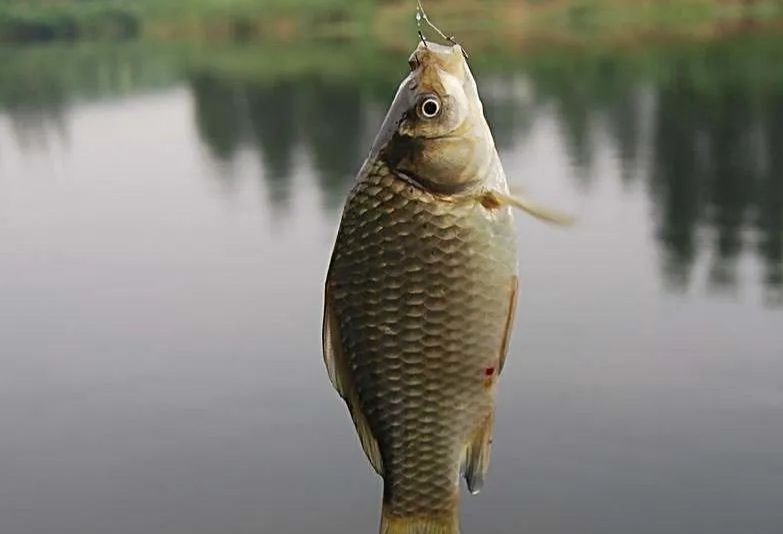 冬钓大棚钓鱼惯用技巧，有几个你知道的？