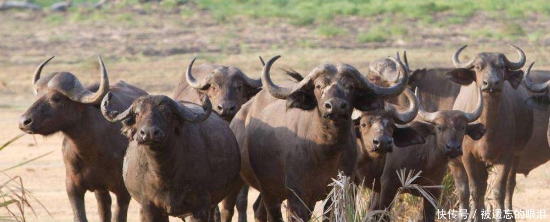 官府|在古代,这种动物比熊猫更珍贵,吃了要判重罪,死伤得向官府报备
