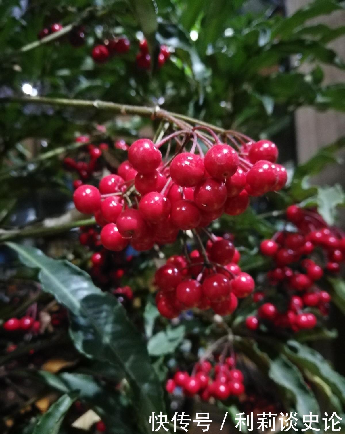 红彤彤的年宵花，吉利的大盆栽，一招做不对，稀里哗啦黄叶子