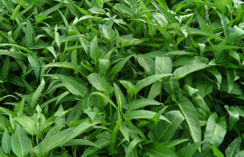 排毒养颜|空心菜与此物混着吃,就是没病找病,还有人每天都吃的停不下来