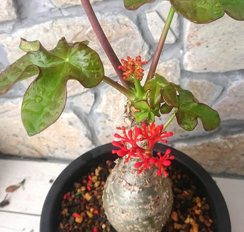  萝卜|1种植物，人称“萝卜树”，开出“珊瑚花”，一年四季花不断