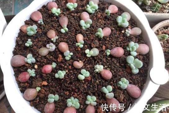 肉叶|多肉叶插有“新招”,生根成活快,再也不化水,养出状态美美的