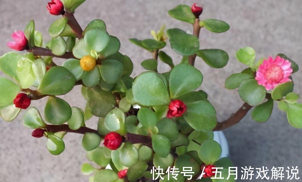 多肉植株中的金枝玉叶,木质化主茎随便修剪,就是上好盆景