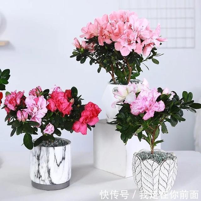 富贵竹|这六种花,个个都爱“喝醋”,隔几天喝一点,嫩叶蹭蹭长不停