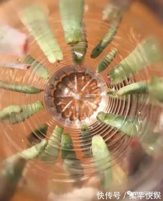 塑料瓶别扔了,用来养花真是神器!可别浪费了!