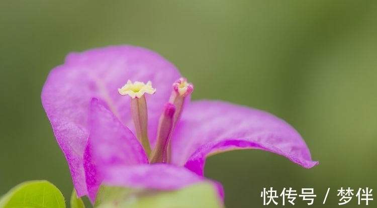 养护|适合新手养护的4种花,好养漂亮花期长,开花一簇簇,开成百花园