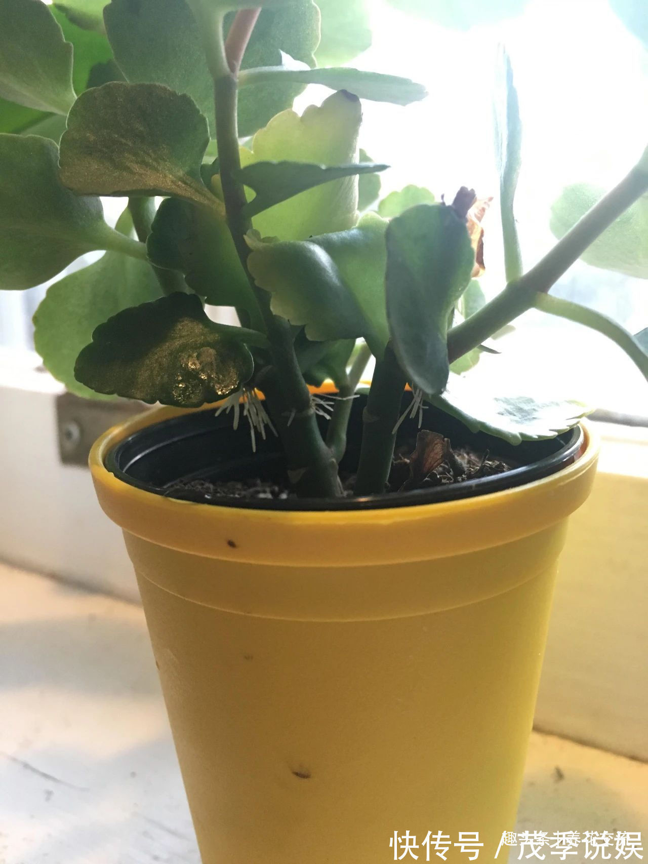 盆栽|室内盆栽长寿花开花指南,光照比肥料还重要,想要复花要学会修剪