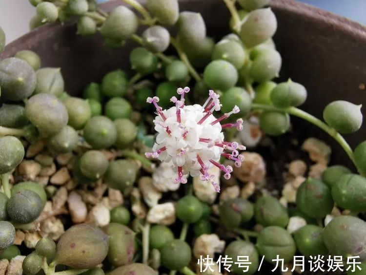 佛系养肉人生活明朗,多肉可爱,唯适者生存!