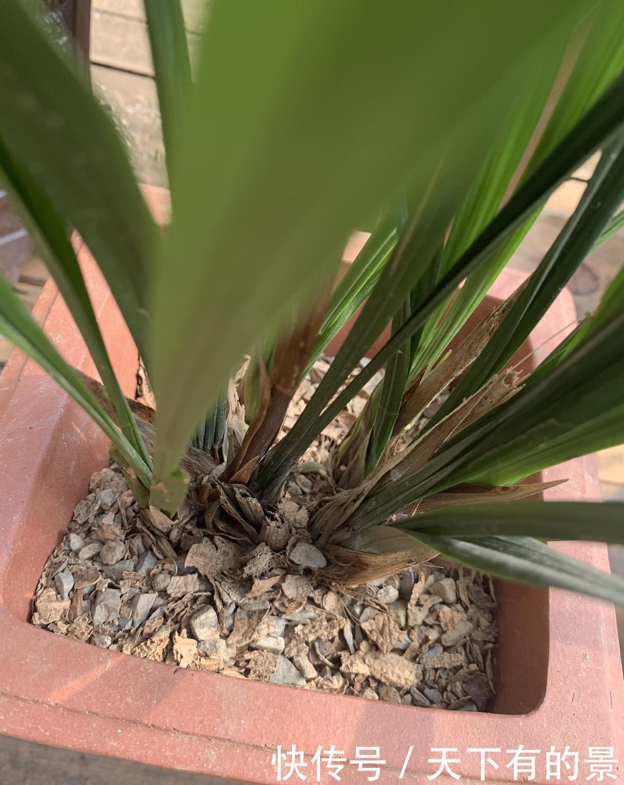 种兰花，2种植料搭配方式，养兰花不烂根长得旺，开花也很香