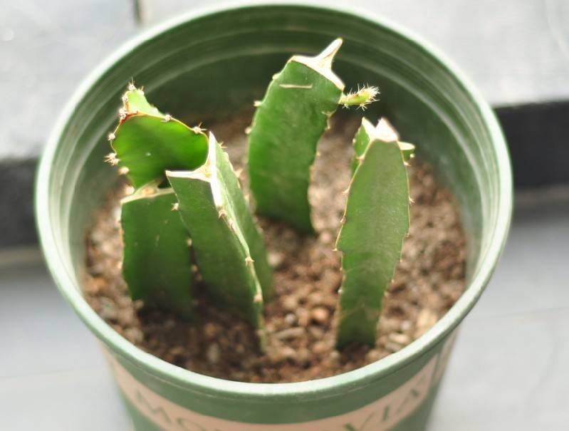 一个枝条插花盆，10天生根，当年结果50颗，超市30块钱一斤