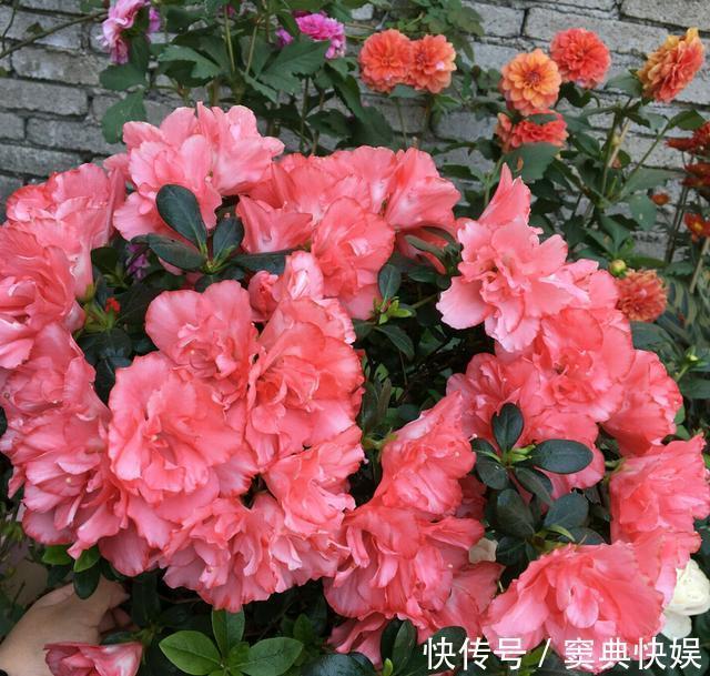 室外养杜鹃花,注意5个“细节”,枝繁叶茂,开花满枝,长成老桩