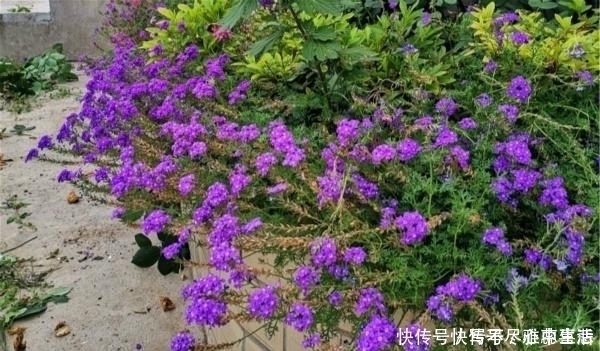 绿化带|路边看见1种花，扯根枝条带回家，遇水就生根，盆栽特漂亮