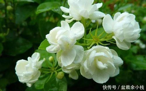 4种漂亮花,再舍不得也要搬出去,越狠狠晒,越开花满枝头