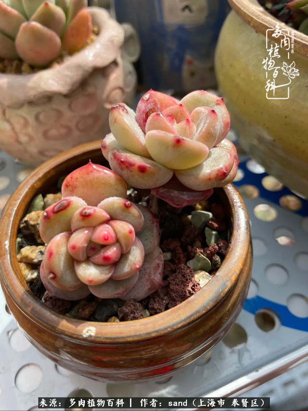 带着200多盆多肉,三个月搬两次家,是一种怎样的体验