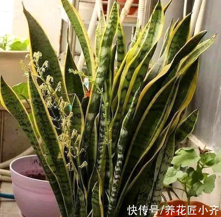 虎皮兰2年不长芽，证明缺得太多，只需简单1步，保证嗖嗖窜芽