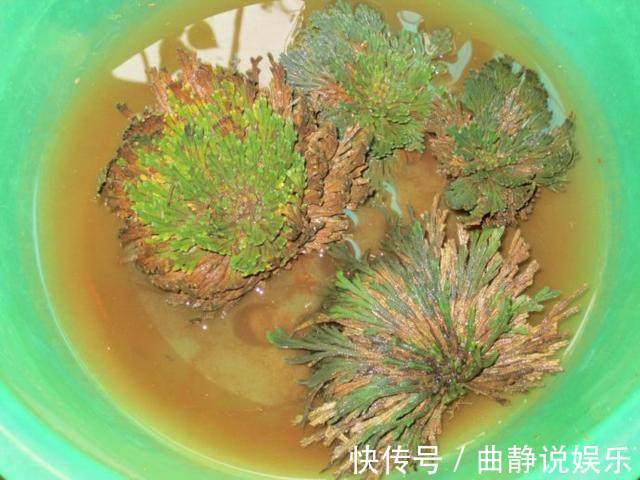 泡水|干枯的九死还魂草泡水里,又活了,这你都养不活就真的啥也别养了