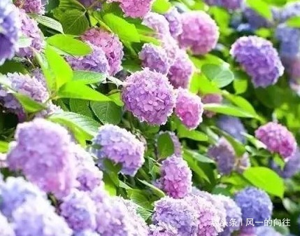 谁说懒人不能养花这三种既耐旱又耐晒,新手都能轻松养爆满盆