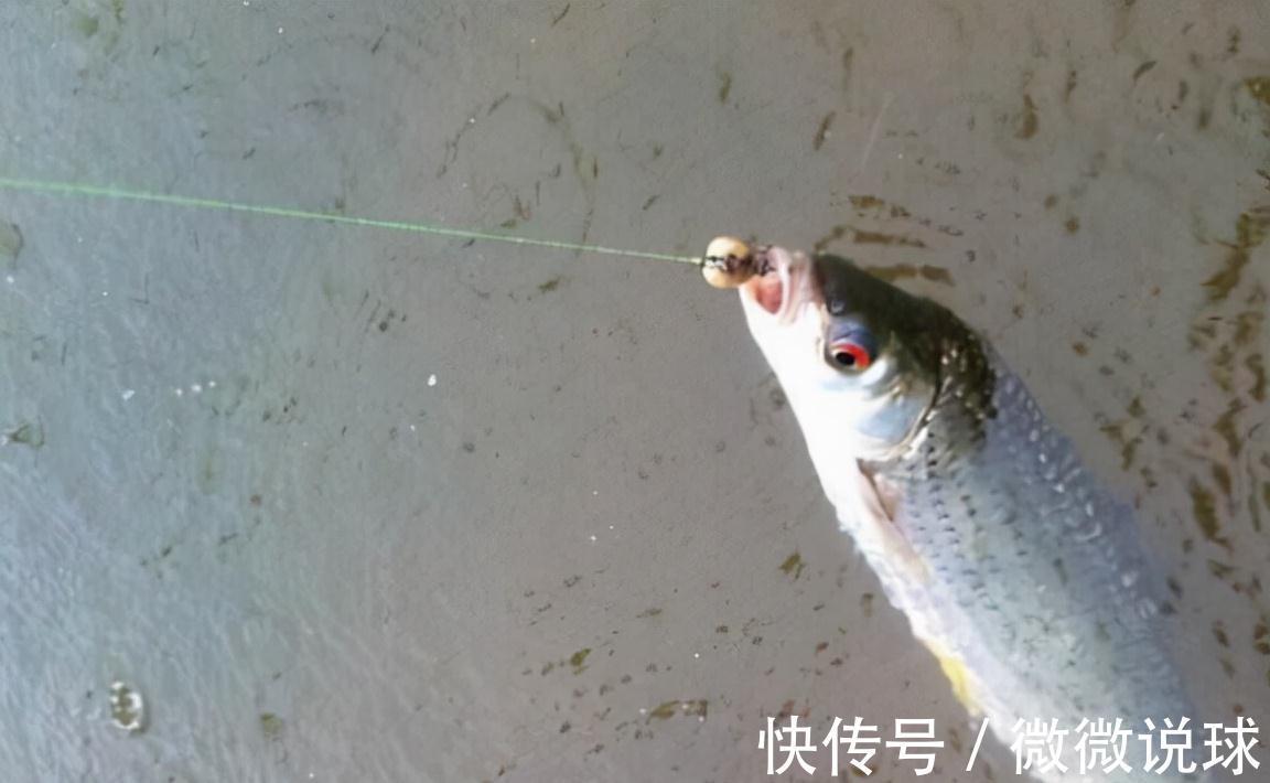俗称“野草鱼”,过去河中随便抓,如今野生少见,运气好才能吃到
