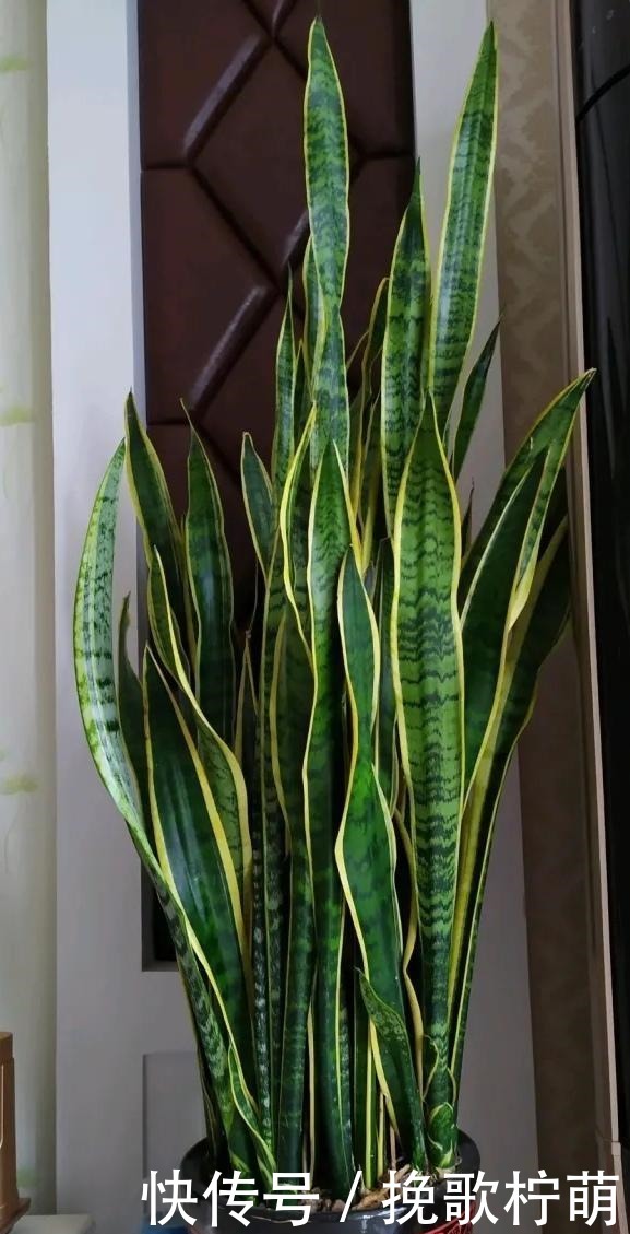 虎皮兰长得慢,这种东西每月用1次,叶子又高又亮,蹭蹭爆崽!