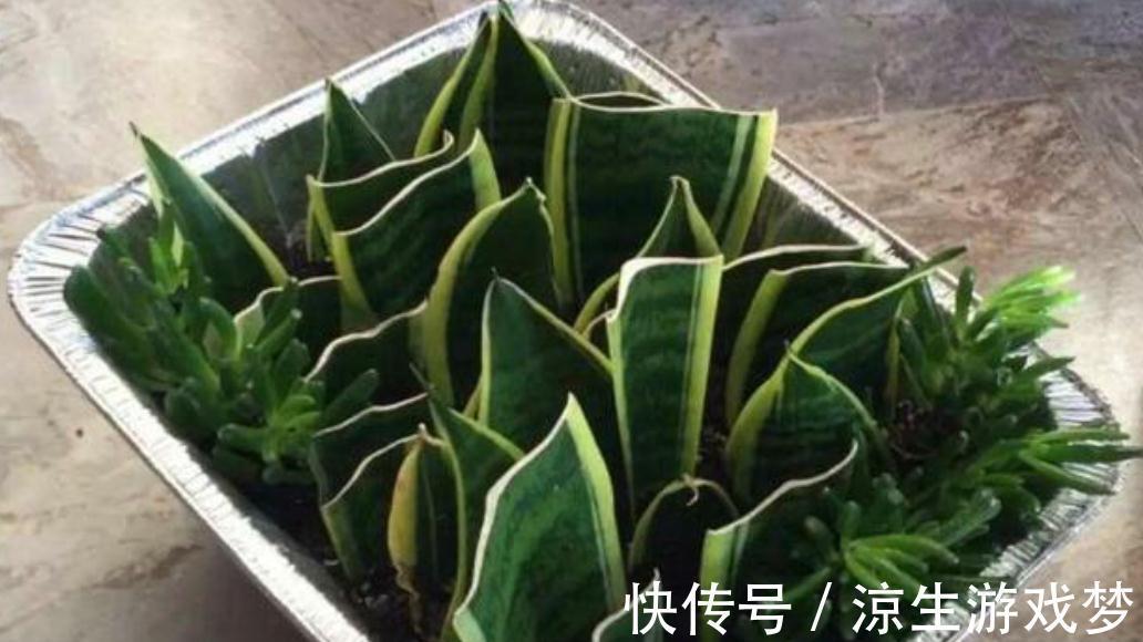 三种花浇水过多烂根了怎么办,这样养,新根早萌发,恢复长势快