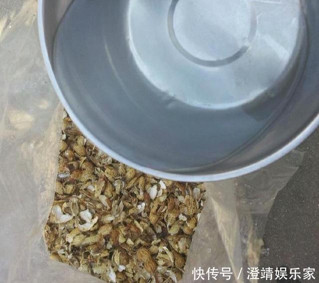 花盆|养兰花不花钱,随便一把花生壳,扔在花盆养分足,不积水不烂根