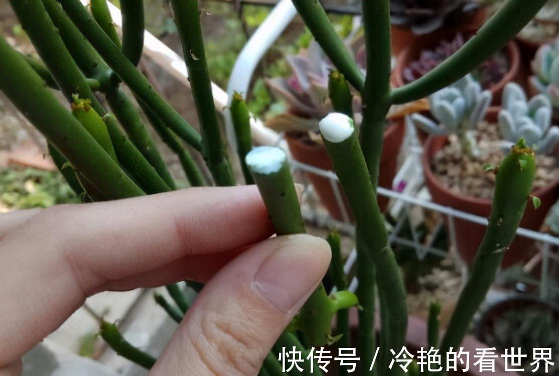 毒花|越美的花越有毒，生活诚不欺我！快来认识七种大毒花，避免受伤害