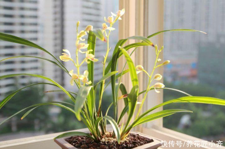 春天来了，兰花做好“五件事”，长新根，冒新芽