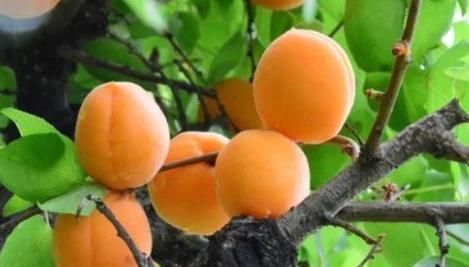 糖尿病人|孕妈吃水果益处多,但5种水果嘴巴再馋也要少碰,伤己又伤胎