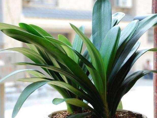 浇花|3种花都是“小酒鬼”,1个月喂2次,土壤疏松透气,叶片油绿发亮