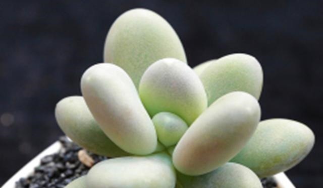 多肉植物里的“六大美人”,我家养了几棵,有些确实难养!