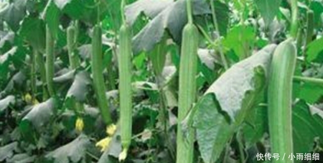 好手|人老就怕肝不好!日常这3样,是咱养肝的一把好手