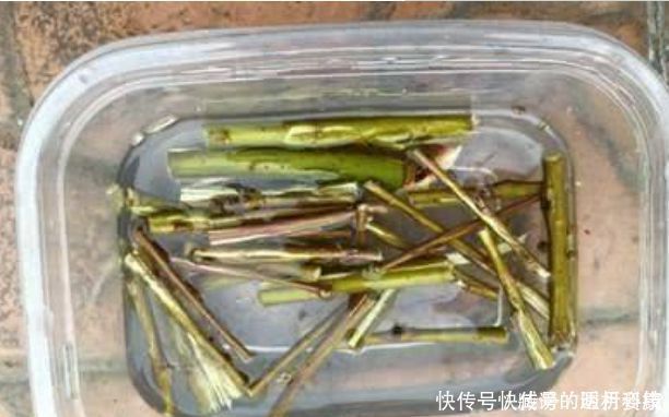 生根|生根剂不用买家家都有的“小东西”，自制生根水，10天冒白根